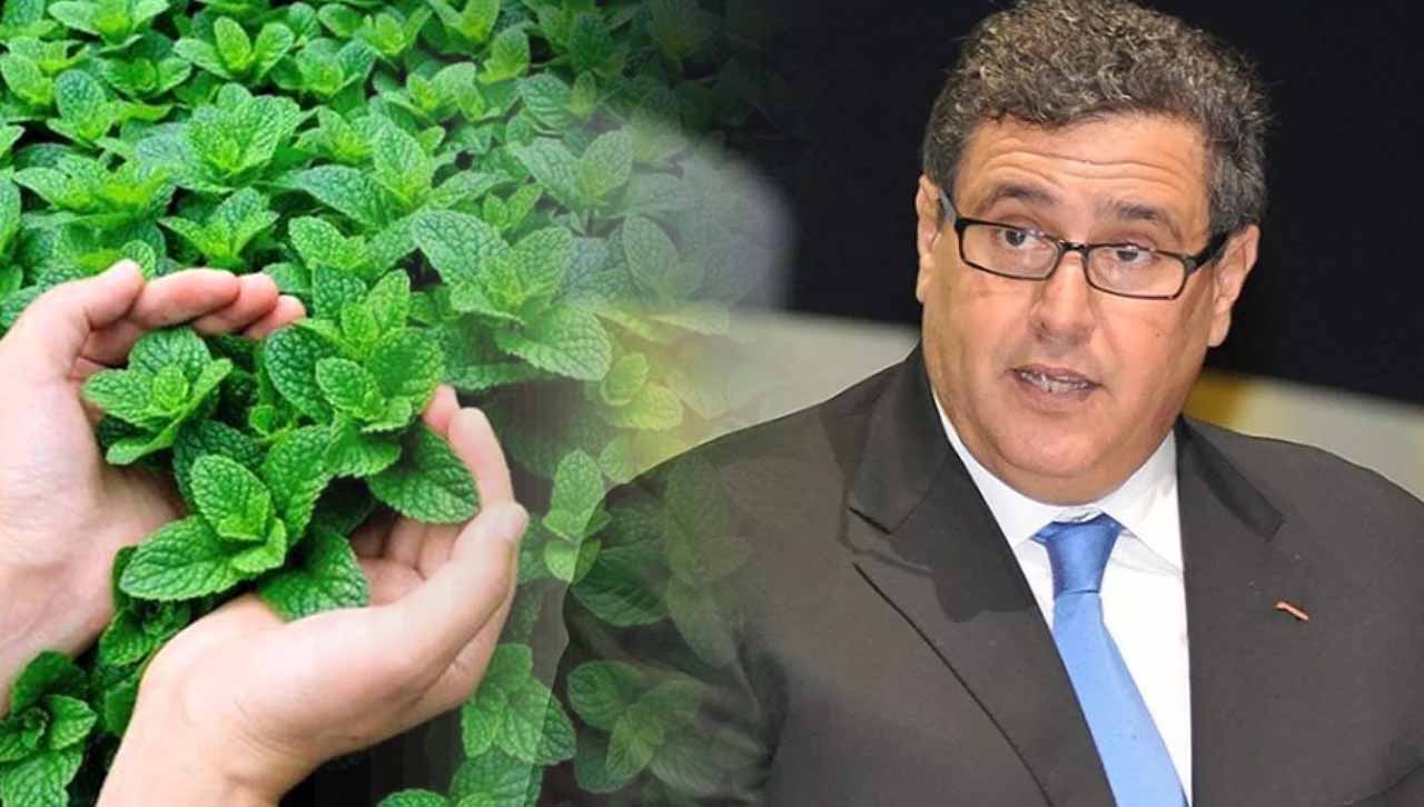 المخطط الأخضر كما يراه خبير من الداخل..